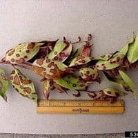 Mancha foliar