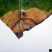 Mancha foliar