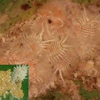 Cochonilha da raiz