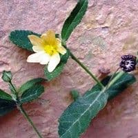 Plantas espontâneas