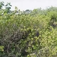 Limãozinho