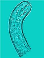 Nematoide-das-lesões radiculares