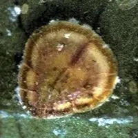 Cochonilha