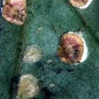 Cochonilha