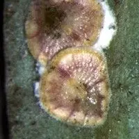Cochonilha