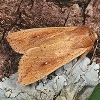 Lagarta do trigo