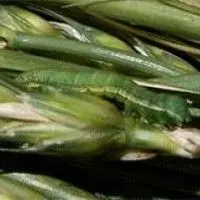 Lagarta do trigo