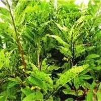 Cercosporiose