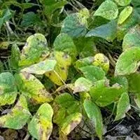 Cercosporiose