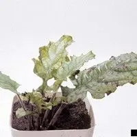 Mancha bacteriana