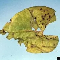 Mancha bacteriana