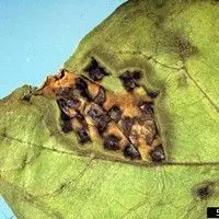 Mancha bacteriana