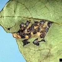 Mancha bacteriana