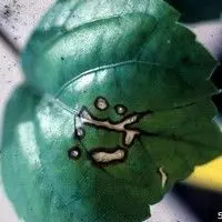 Mancha bacteriana
