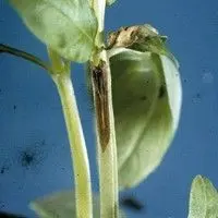 Mancha bacteriana