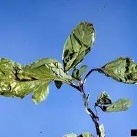 Mancha bacteriana