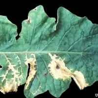 Mancha bacteriana