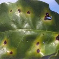 Mancha aureolada