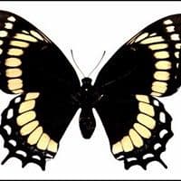 Lagarta das folhas do abacateiro