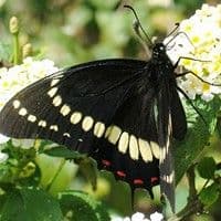 Lagarta das folhas do abacateiro