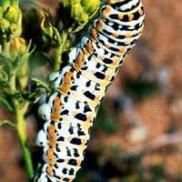 Lagarta das folhas do abacateiro
