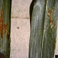 Ferrugem do colmo