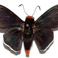 Lagarta