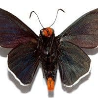 Lagarta