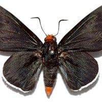 Lagarta
