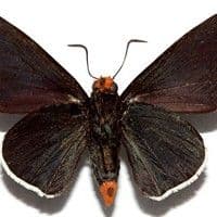 Lagarta