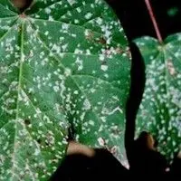 Ramularia