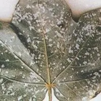 Ramularia