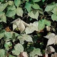 Ramularia