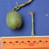 Angélica