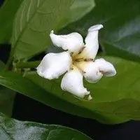 Angélica