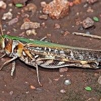 Gafanhoto crioulo