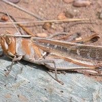 Gafanhoto crioulo