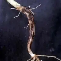 Podridão-radicular