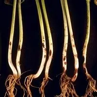 Podridão-radicular