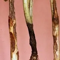 Podridão de raízes