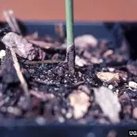 Podridão de raízes