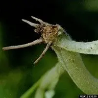 Podridão de raízes