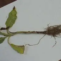 Podridão de raízes