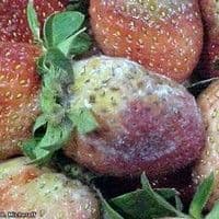 Podridão dos frutos