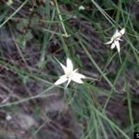 Capim-estrela