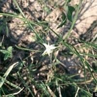 Capim-estrela