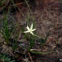 Capim-estrela