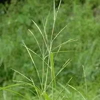 Capim camalote