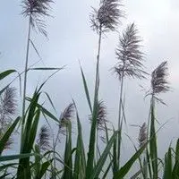 Cana de açúcar