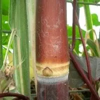 Cana de açúcar